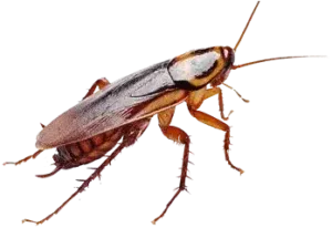 Cockroach